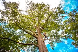 Best Fruit Tree Pruning  in Monroe North, WA