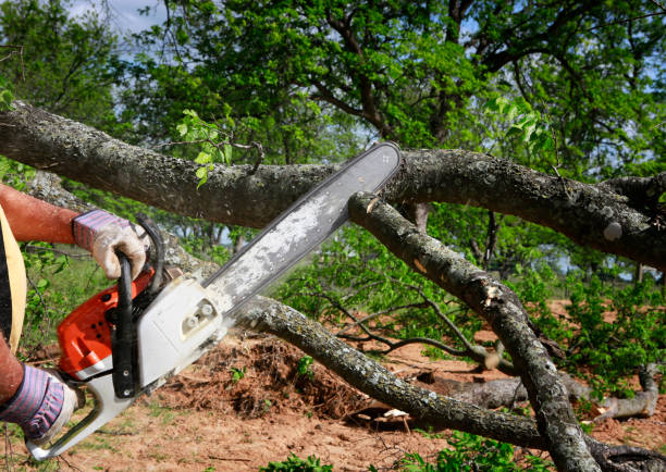 Why Choose Our Tree Removal Services in Monroe North, WA?